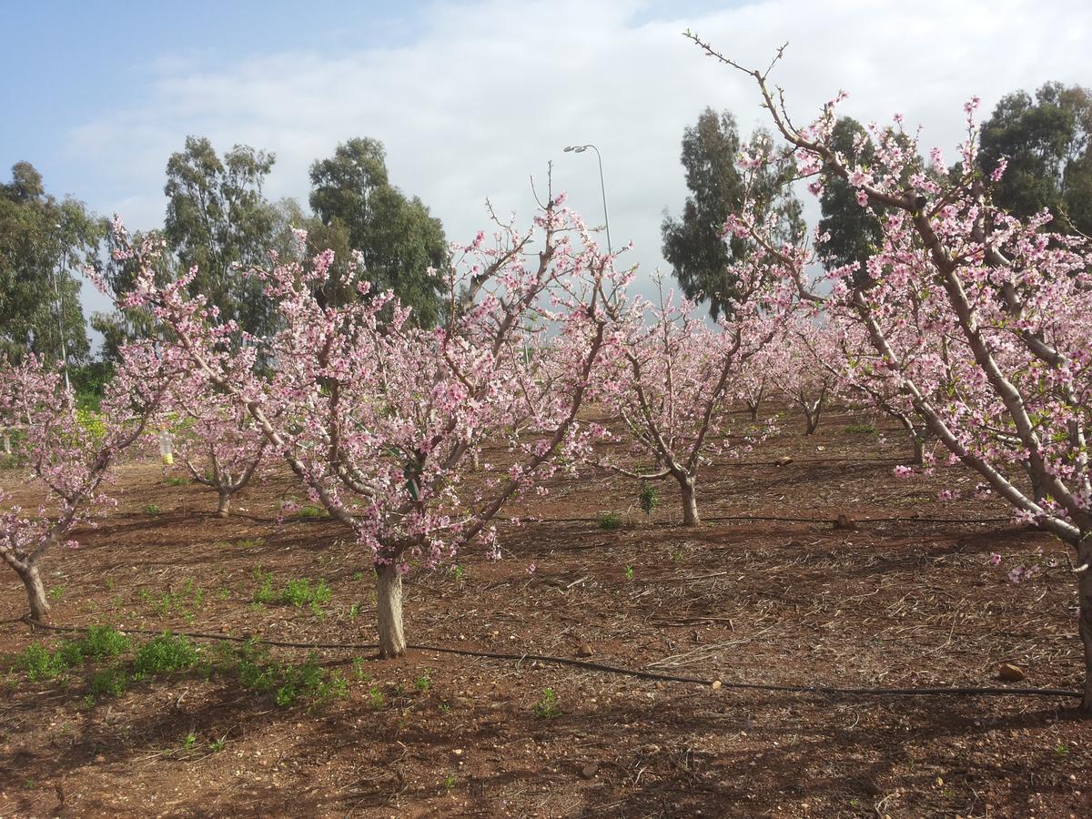 Orna'S Corner Bed & Breakfast Yuval Luaran gambar